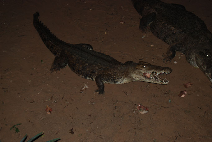 Samburu Nationalpark, Nilkrokodil