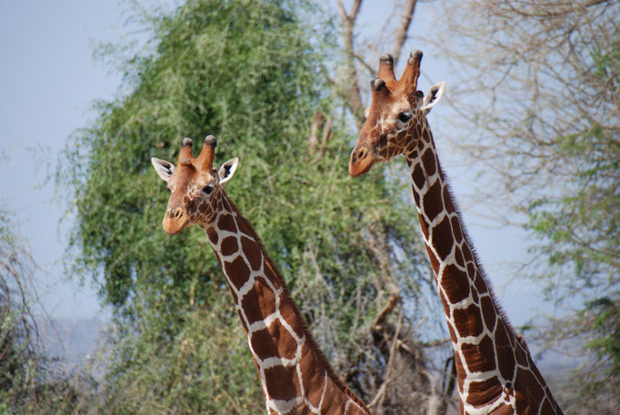 Samburu Nationalpark, Netzgiraffen