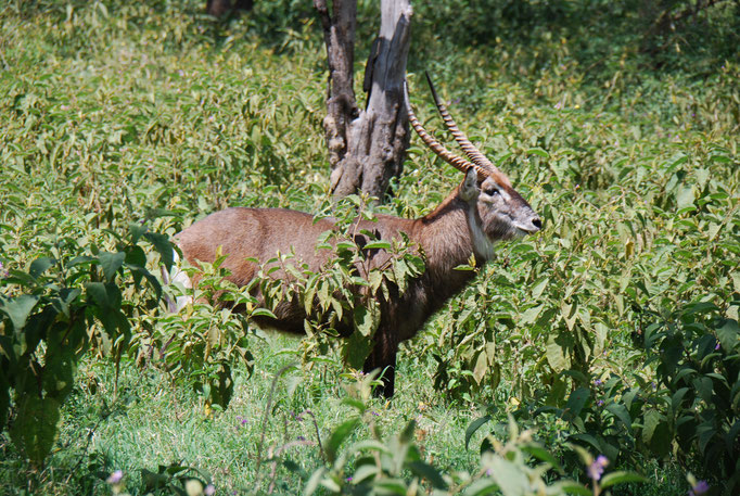 Nakuru Nationalpark, Ellipsen-Wasserbock