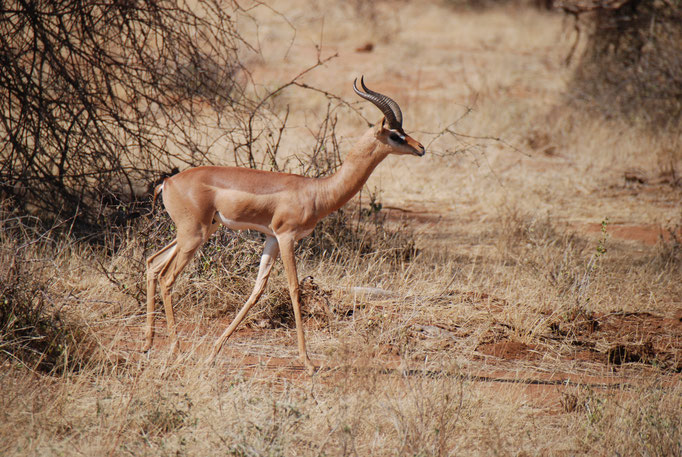 Samburu Nationalpark,  Gerenuk oder  Giraffengazelle