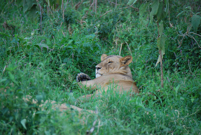 Nakuru Nationalpark, Löwin