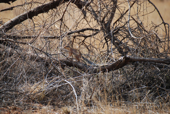 Samburu Nationalpark, Afrikanische Buschhörnchen 