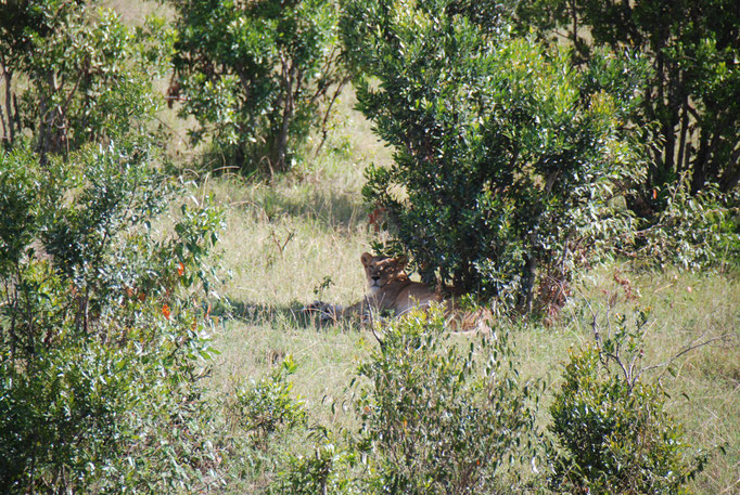 Massai Mara, Löwin