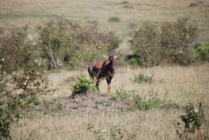 Massai, Mara, Topi oder Leierantilope