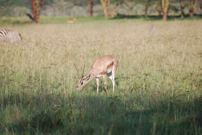 Nakuru Nationalpark, Thomsongazelle
