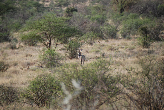 Samburu Nationalpark, Oryxantilope