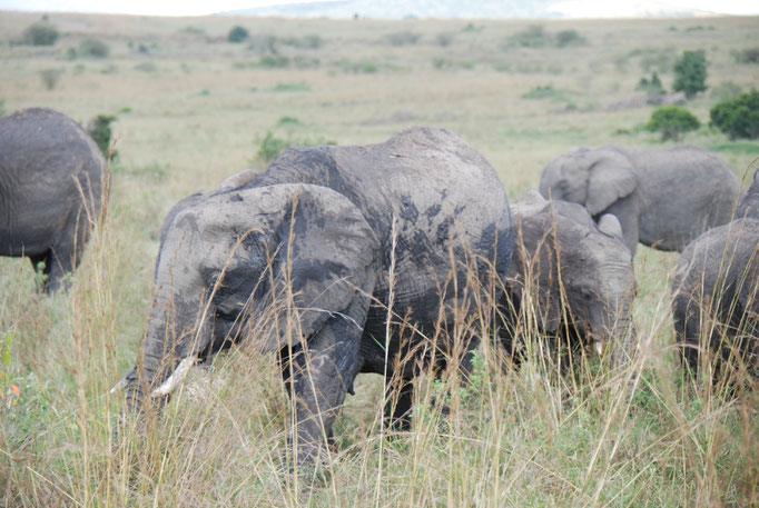 Massai Mara, Elefanten