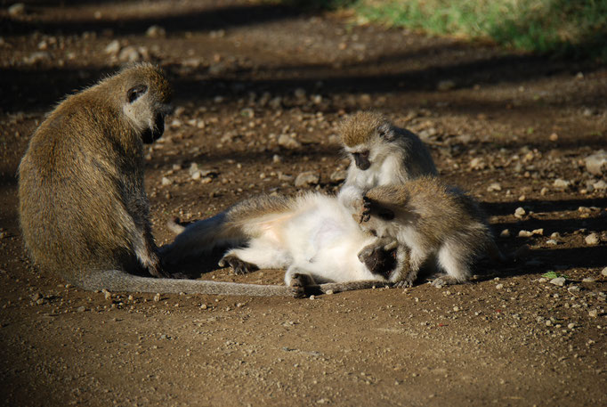 Nakuru Nationalpark, Sandmeerkatzen