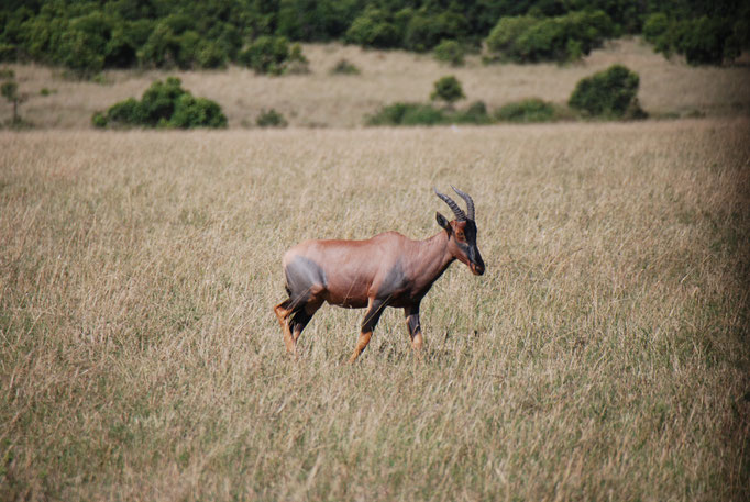 Massai, Mara, Topi oder Leierantilope