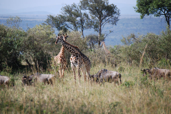 Massai Mara, Netzgiraffen