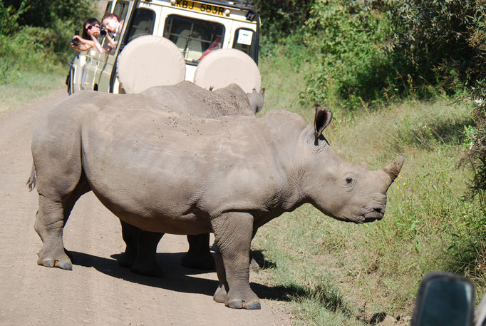 Nakuru Nationalpark, Breitmaulnashörner