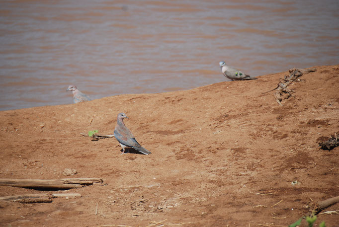 Samburu Nationalpark, Tauben am Uaso Nyiro Fluss