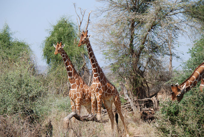 Samburu Nationalpark, Netzgiraffen