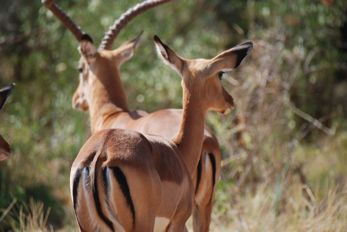 Samburu Nationalpark, Impalas oder Schwarzfersenantilope