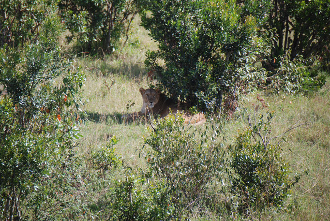 Massai Mara, Löwin