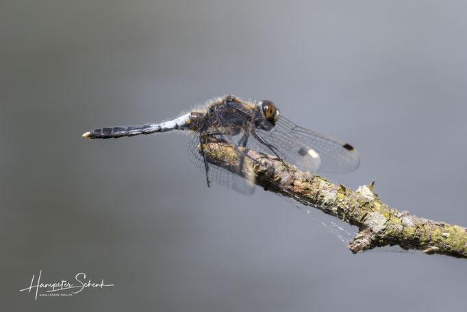 Zierliche Moosjungfer (Leucorrhinia caudalis) ♂