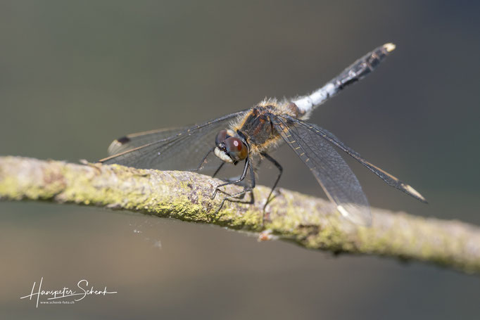 Zierliche Moosjungfer (Leucorrhinia caudalis) ♂