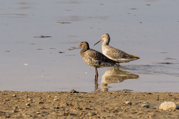 Dunkle Wasserläufer, links ins Prachtkleid mausernd (Foto: Norbert Geisberger)