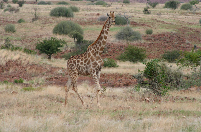 Damaraland