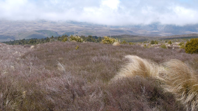 Tongariro