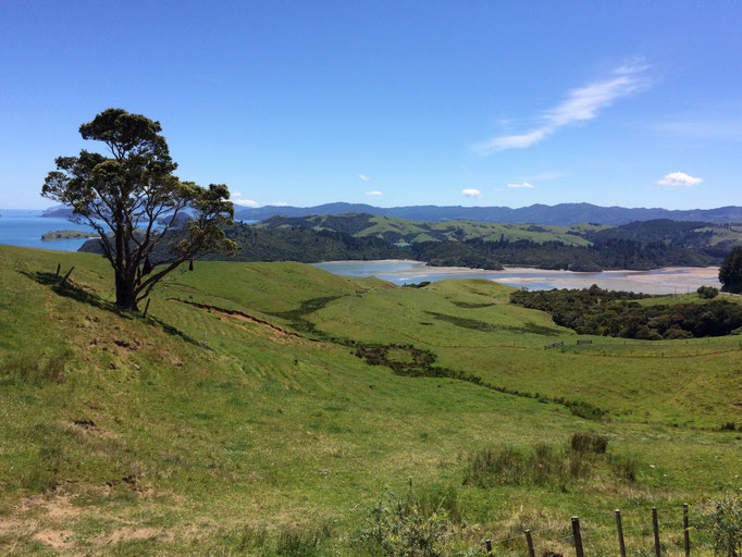 Waikato