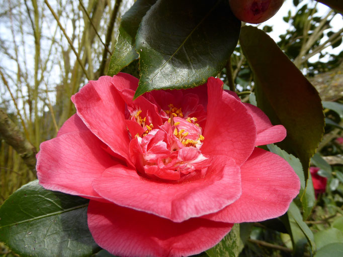 Camellia R L Wheeler