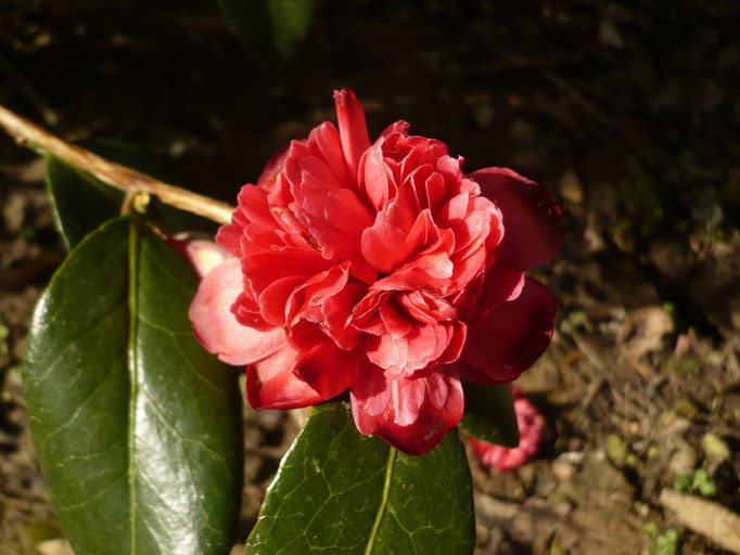 Camellia Takanini
