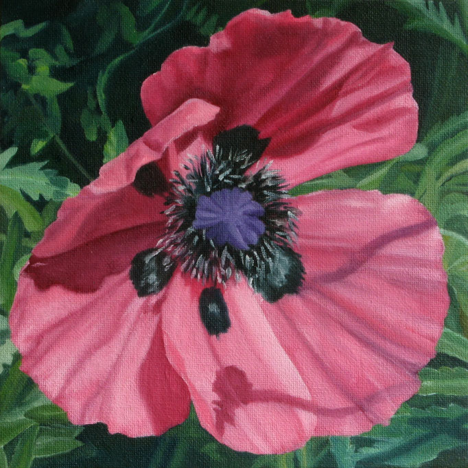 <b>Rosa Mohn 1</b><br>Öl/Malkarton | 2010 | 20 x 20 cm