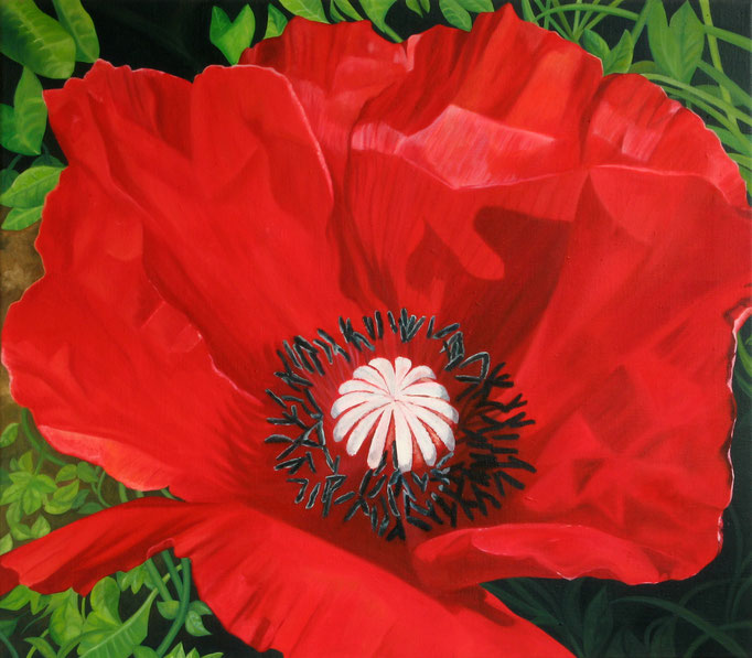 <b>Mohn</b><br>Öl/Leinwand | 2009 | 70 x 80 cm