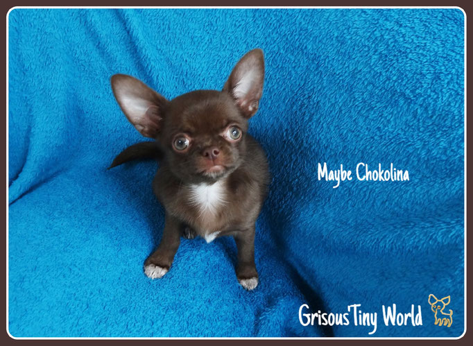 Maybe Chokolina, jeune femelle Chihuahua entièrement chocolat foncé