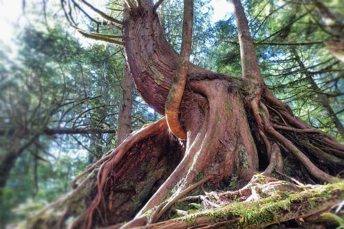 Pacific Rim Rainforest