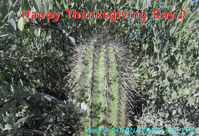 ♔ Happy Thanksgiving Day♪  JOJOBA INTERNATIONAL CO., LTD.