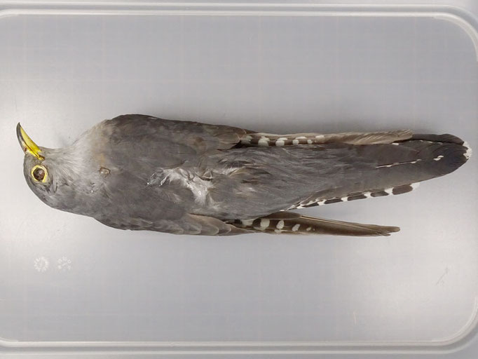 ツツドリの羽標本　野鳥 鳥 羽 ツツドリの羽標本野鳥 鳥 羽