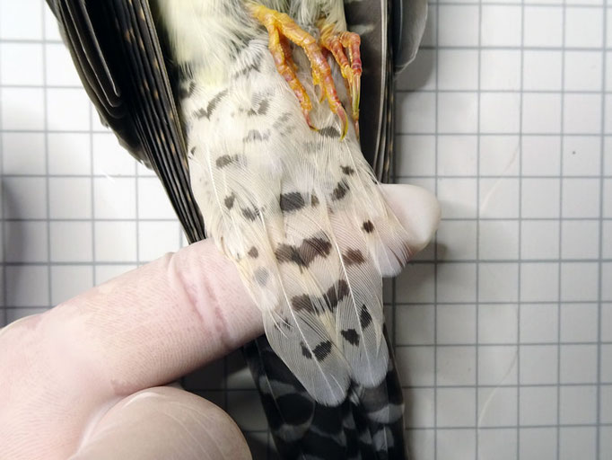 この個体の下尾筒は明瞭な斑がある。