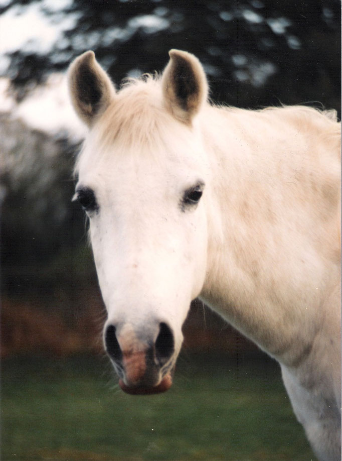 Sissy 1987 (mein erstes Pony)