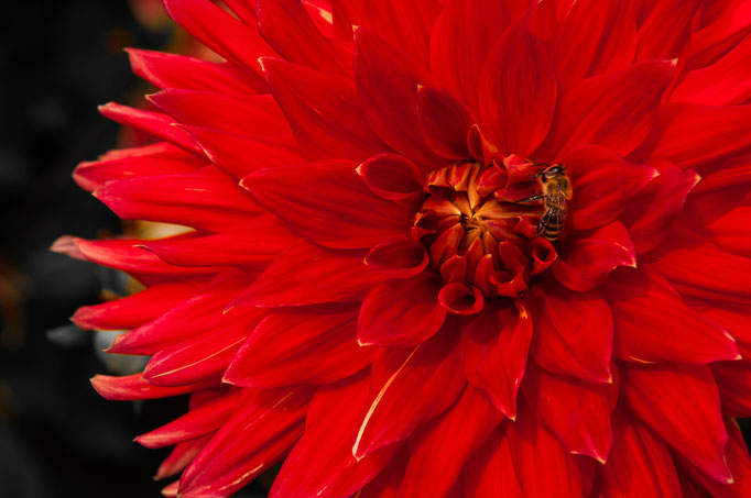 Fotos Blumen, Flora und Fauna, Pflanzenwelt und Tierwelt lizenzfrei, kostenlos und unverbindlich herunterladen
