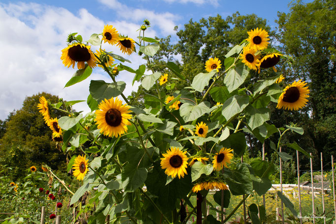 Sonnenblumen im Schlossgarten der Ippenburg
