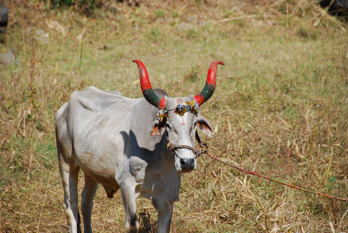 Kumbhalgarh 17.11.2014: Near to Kumbhalgarh Fort.