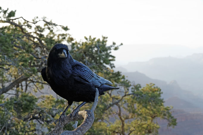 Kolkrabe (Corvus corax)