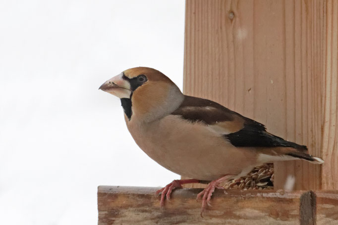 Kernbeißer (Coccothraustes coccothraustes)