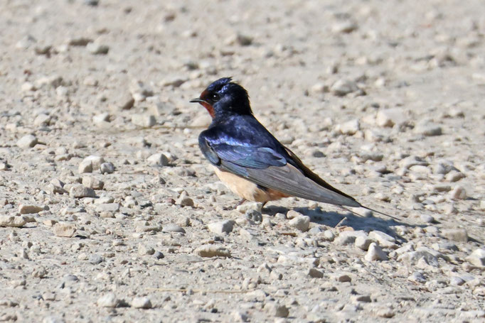 Rauchschwalbe (Hirundo rustica)