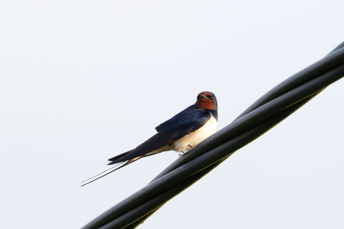 Rauchschwalbe (Hirundo rustica)