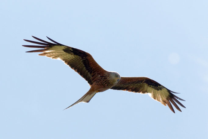 Rotmilan (Milvus milvus)