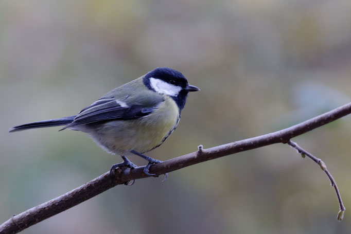 Kohlmeise (Parus major)