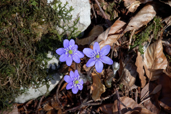 Leberblümchen (Hepatica nobilis)