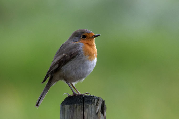 Rotkehlchen (Erithacus rubecula)