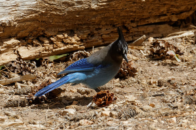 Diademhäher (Cyanocitta stelleri)