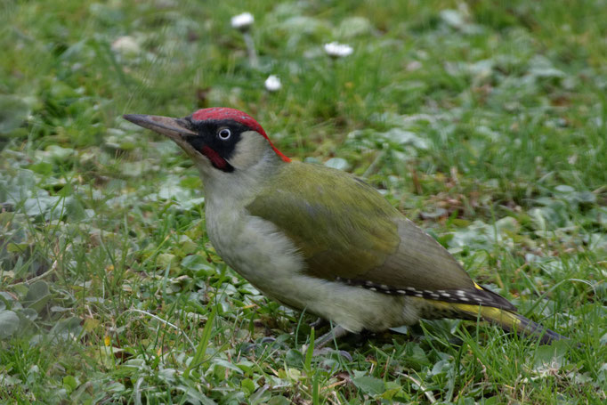 Grünspecht (Picus viridis)