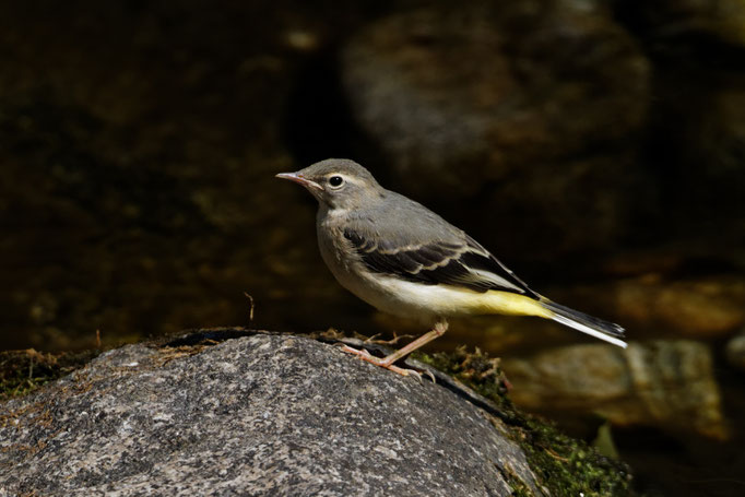 Gebirgsstelze (Motacilla cinerea))