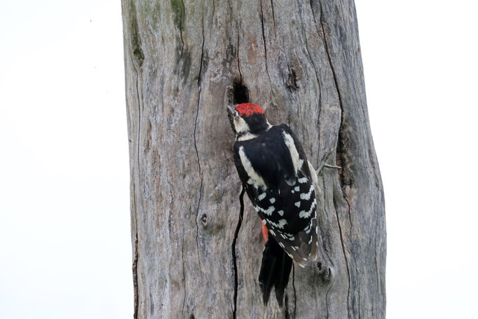 Mittelspecht (Leiopicus medius)
